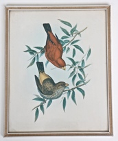 7948_Druck_Voegel.jpg