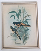 7949_Druck_Voegel.jpg