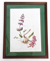 7950_Druck_Salbei_Knoblauch.jpg