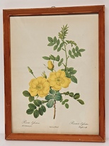 8814_Rosa_Eglanteria_Druck.jpg